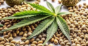 Ultimate Guide to Marijuana Seeds Wyoming Ultimate Guide to Marijuana Seeds Wyoming
